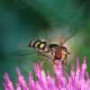 L'ape danza sul fiore
