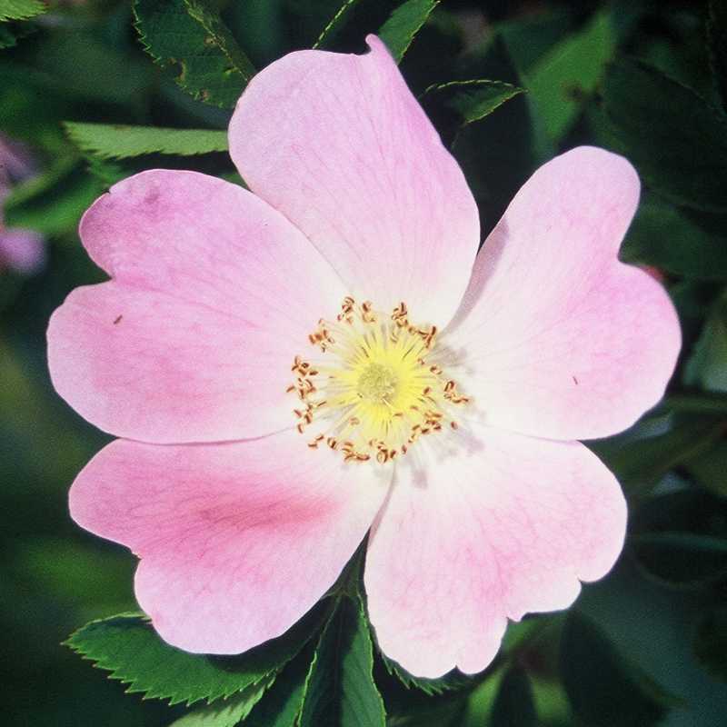 Fiori del trentino