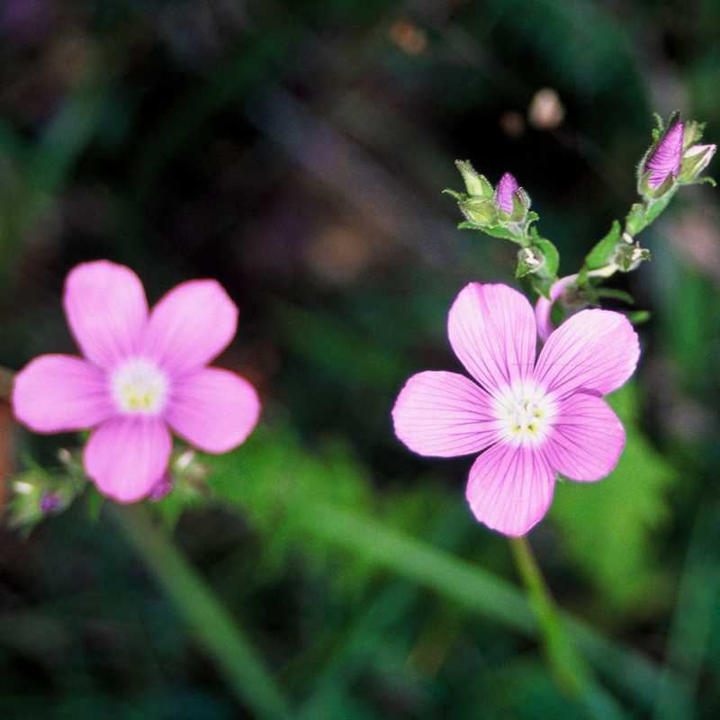 Fiori del trentino