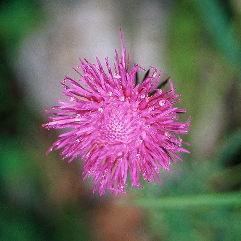 Fiori del trentino