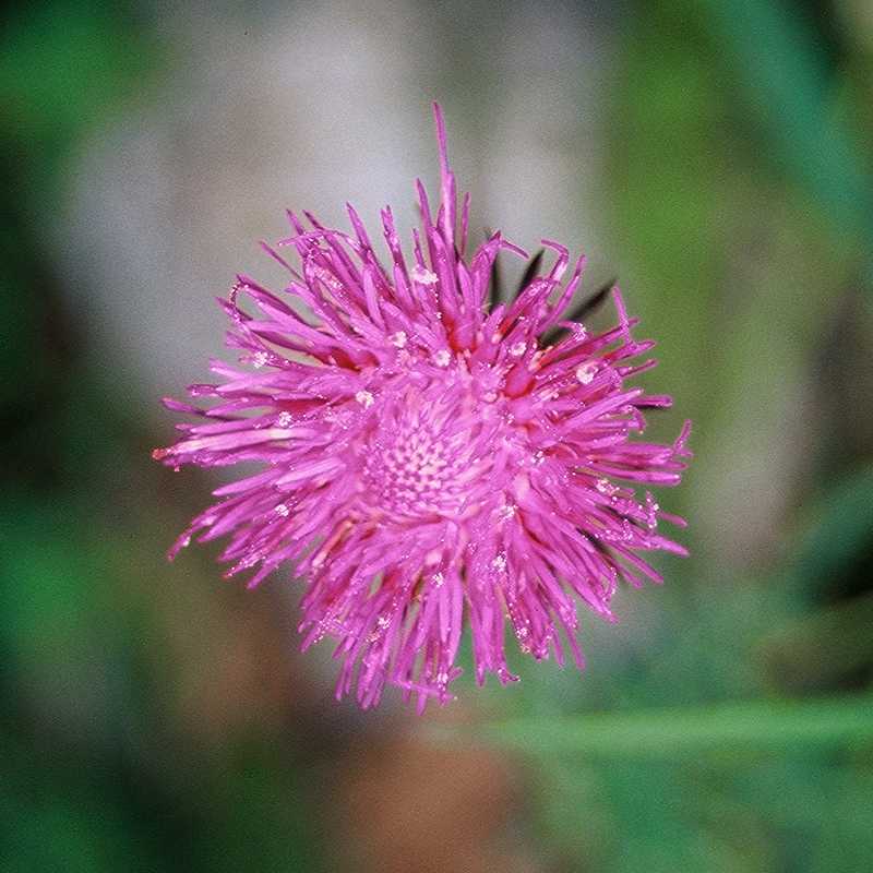 Fiori del trentino