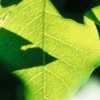 Il verde intenso delle foglie