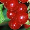 Ribes
